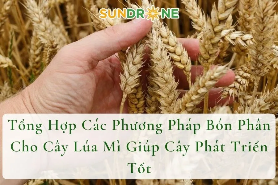 Tổng Hợp Các Phương Pháp Bón Phân Cho Cây Lúa Mì Giúp Cây Phát Triển Tốt