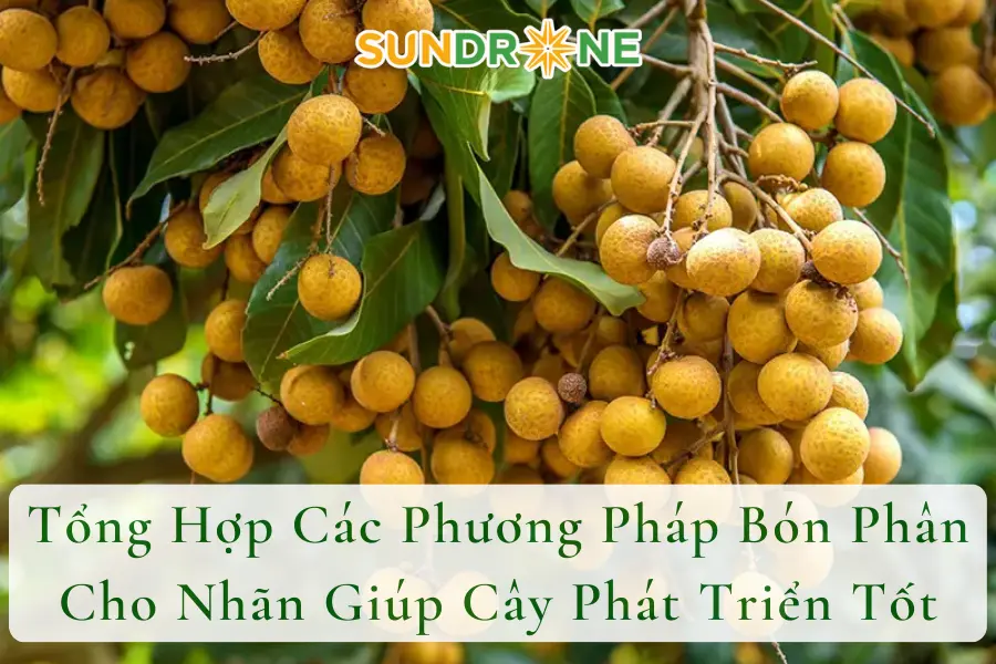 Tổng Hợp Các Phương Pháp Bón Phân Cho Nhãn Giúp Cây Phát Triển Tốt