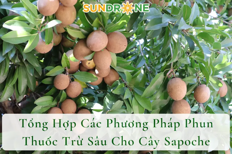 Tổng Hợp Các Phương Pháp Phun Thuốc Trừ Sâu Cho Cây Sapoche