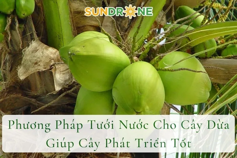 Phương Pháp Tưới Nước Cho Cây Dừa Giúp Cây Phát Triển Tốt