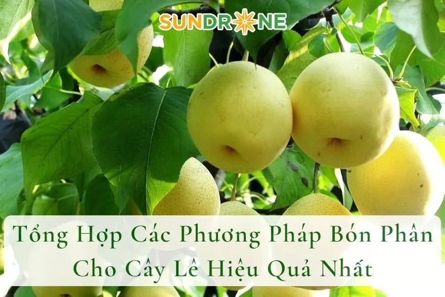 Tổng Hợp Các Phương Pháp Bón Phân Cho Cây Lê Hiệu Quả Nhất