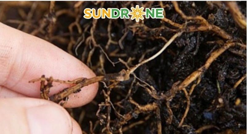 các loại bệnh trên cây sầu riêng