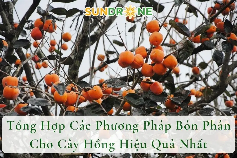 Tổng Hợp Các Phương Pháp Bón Phân Cho Cây Hồng Hiệu Quả Nhất