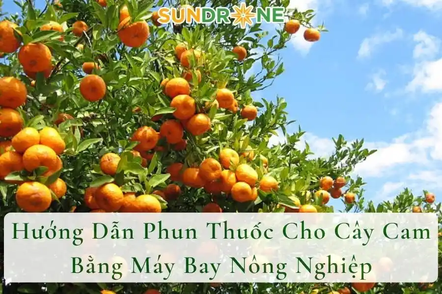 Hướng Dẫn Phun Thuốc Cho Cây Cam Bằng Máy Bay Nông Nghiệp