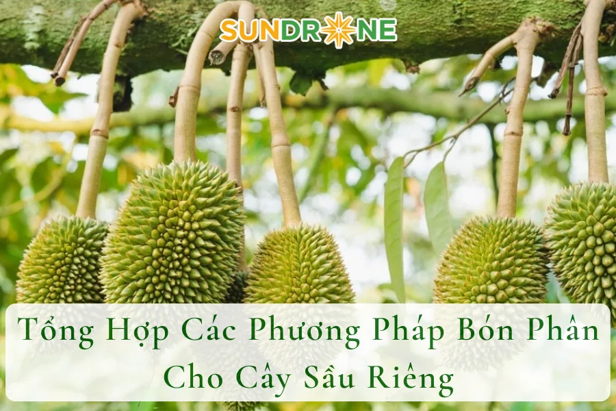 Tổng Hợp Các Phương Pháp Bón Phân Cho Cây Sầu Riêng