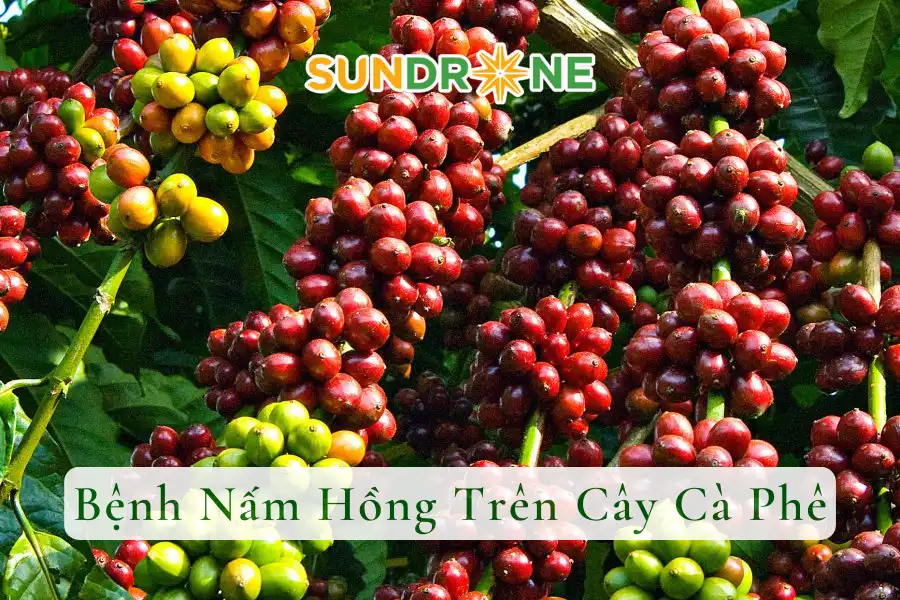 Bệnh Nấm Hồng Trên Cây Cà Phê | Nguyên Nhân Và Cách Phòng Trừ