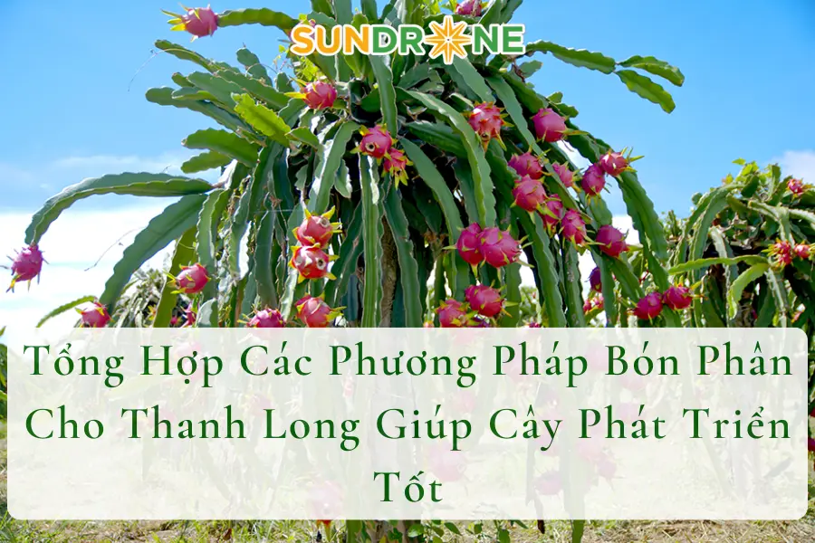 Tổng Hợp Các Phương Pháp Bón Phân Cho Thanh Long Giúp Cây Phát Triển Tốt