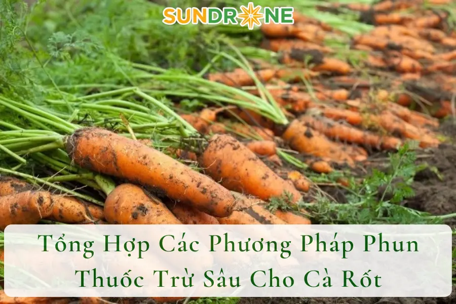 Tổng Hợp Các Phương Pháp Phun Thuốc Trừ Sâu Cho Cà Rốt