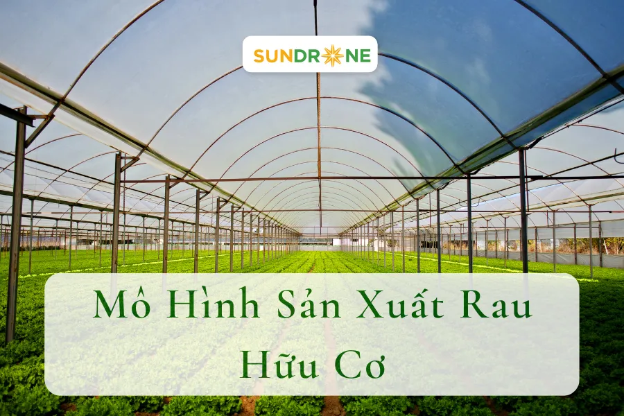 5 Mô Hình Sản Xuất Rau Hữu Cơ An Toàn, Hiệu Quả Tại Việt Nam