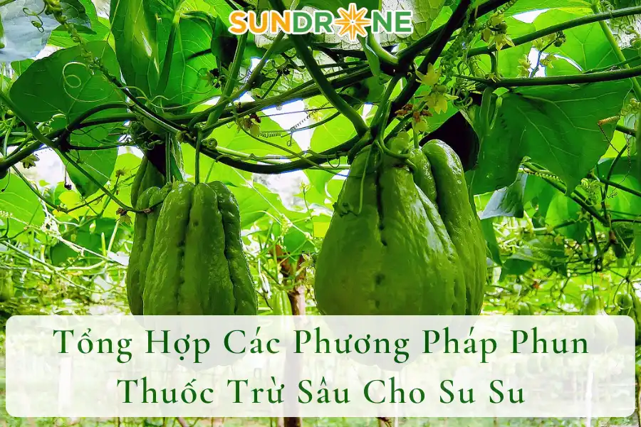 Tổng Hợp Các Phương Pháp Phun Thuốc Trừ Sâu Cho Su Su