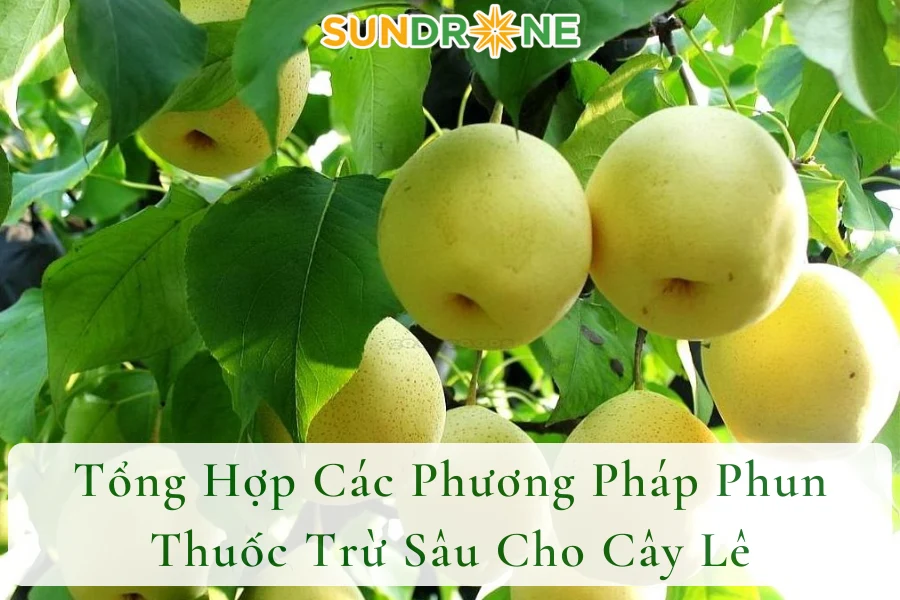 Tổng Hợp Các Phương Pháp Phun Thuốc Trừ Sâu Cho Cây Lê