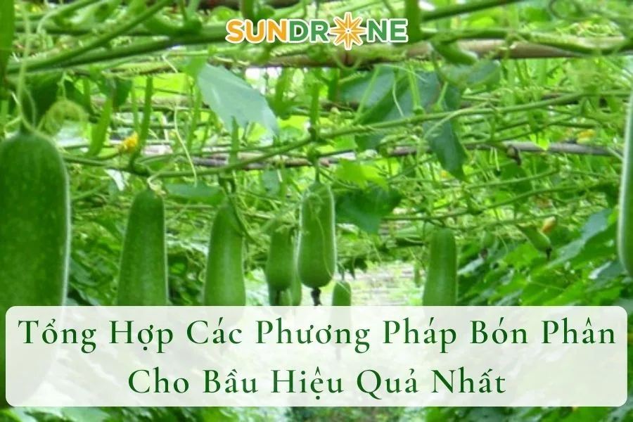 Tổng Hợp Các Phương Pháp Bón Phân Cho Bầu Hiệu Quả Nhất