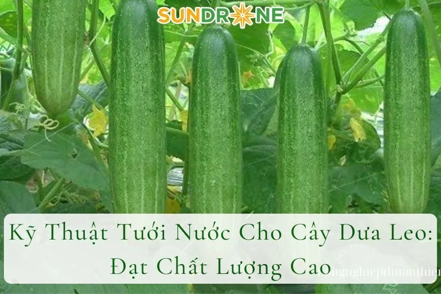 Kỹ Thuật Tưới Nước Cho Cây Dưa Leo: Đạt Chất Lượng Cao