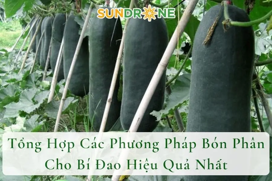 Tổng Hợp Các Phương Pháp Bón Phân Cho Bí Đao Hiệu Quả Nhất