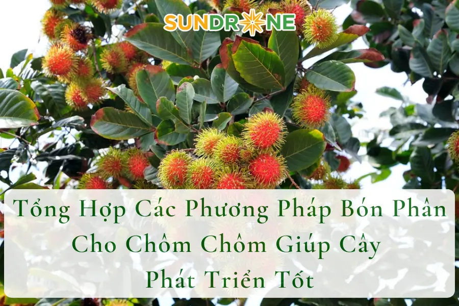 Tổng Hợp Các Phương Pháp Bón Phân Cho Chôm Chôm Giúp Cây Phát Triển Tốt