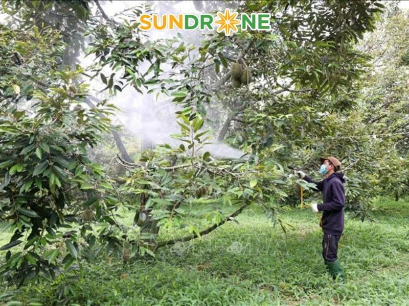 Nguyên tắc phòng trừ và điều trị bệnh tổng hợp cho cây sầu riêng