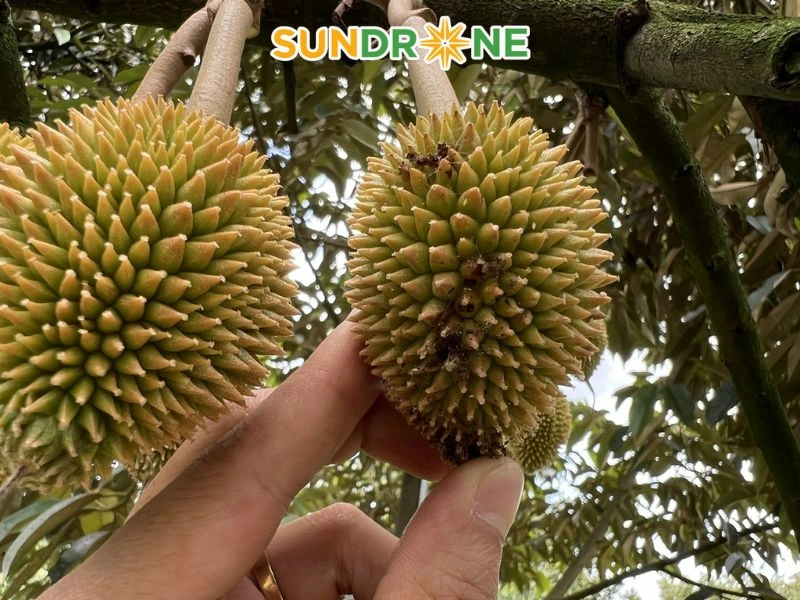 Các loại bệnh gây hại trực tiếp lên trái sầu riêng