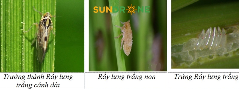 Nhận diện rầy lưng trắng và vòng đời gây hại