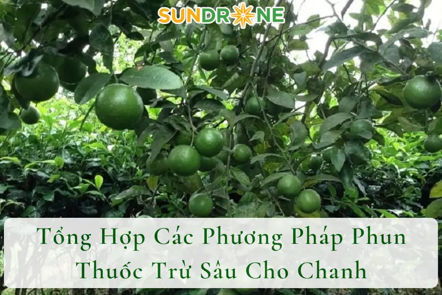 Tổng Hợp Các Phương Pháp Phun Thuốc Trừ Sâu Cho Chanh