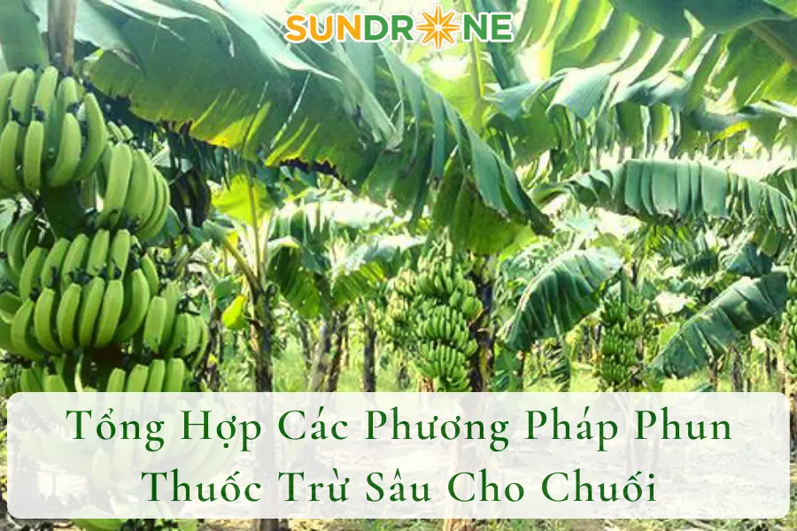 Tổng Hợp Các Phương Pháp Phun Thuốc Trừ Sâu Cho Chuối