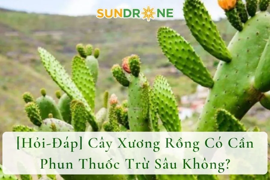 [Hỏi-Đáp] Cây Xương Rồng Có Cần Phun Thuốc Trừ Sâu Không?