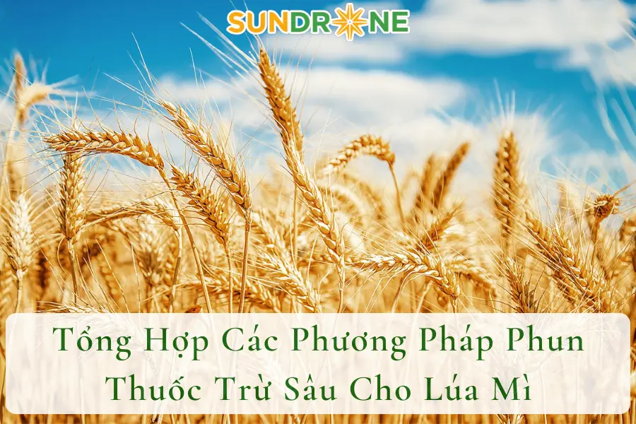 Tổng Hợp Các Phương Pháp Phun Thuốc Trừ Sâu Cho Lúa Mì