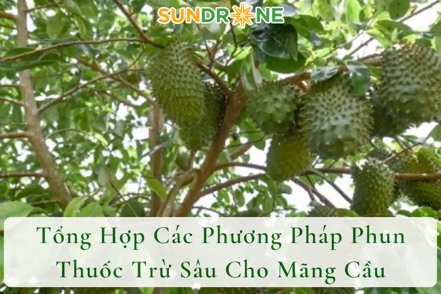 Tổng Hợp Các Phương Pháp Phun Thuốc Trừ Sâu Cho Mãng Cầu