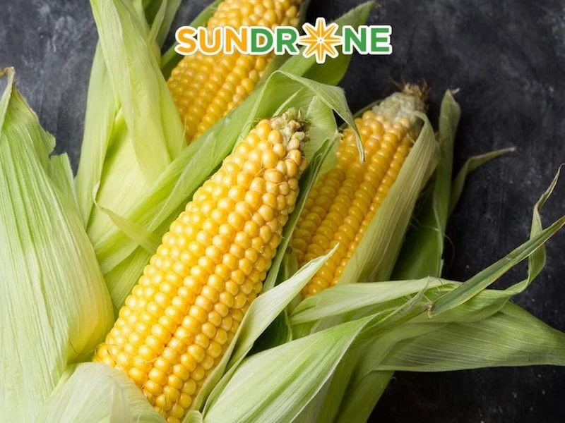 cách gieo hạt bắp cách gieo hạt bắp