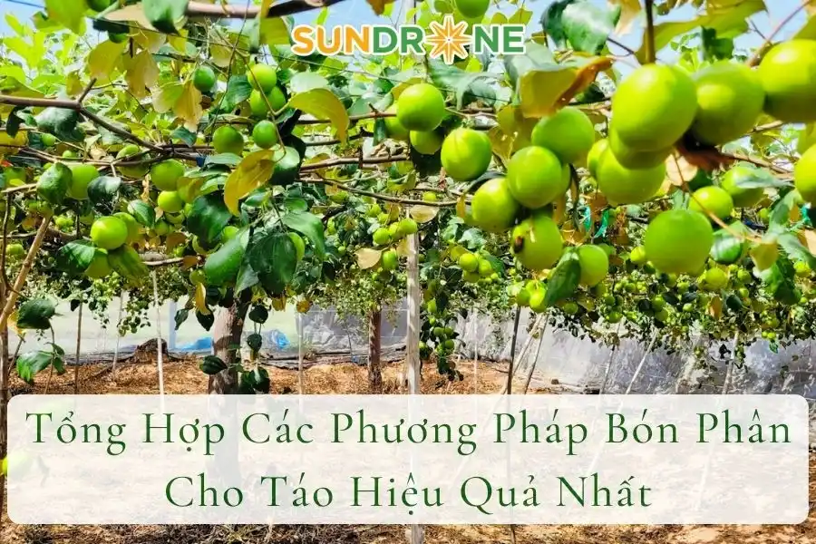 Tổng Hợp Các Phương Pháp Bón Phân Cho Táo Hiệu Quả Nhất