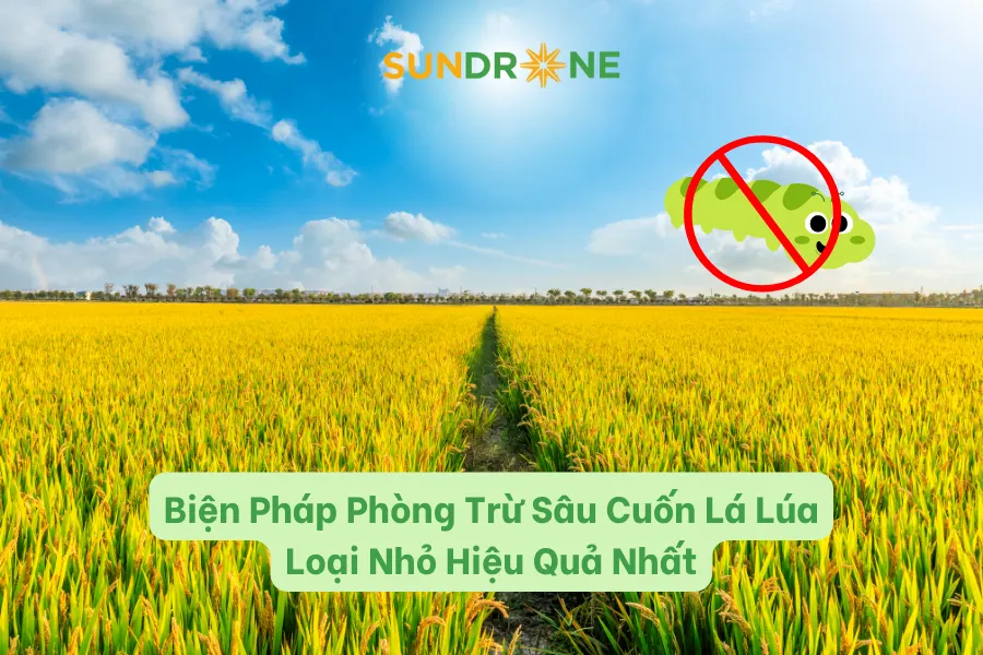 Biện Pháp Phòng Trừ Sâu Cuốn Lá Lúa Loại Nhỏ Hiệu Quả Nhất