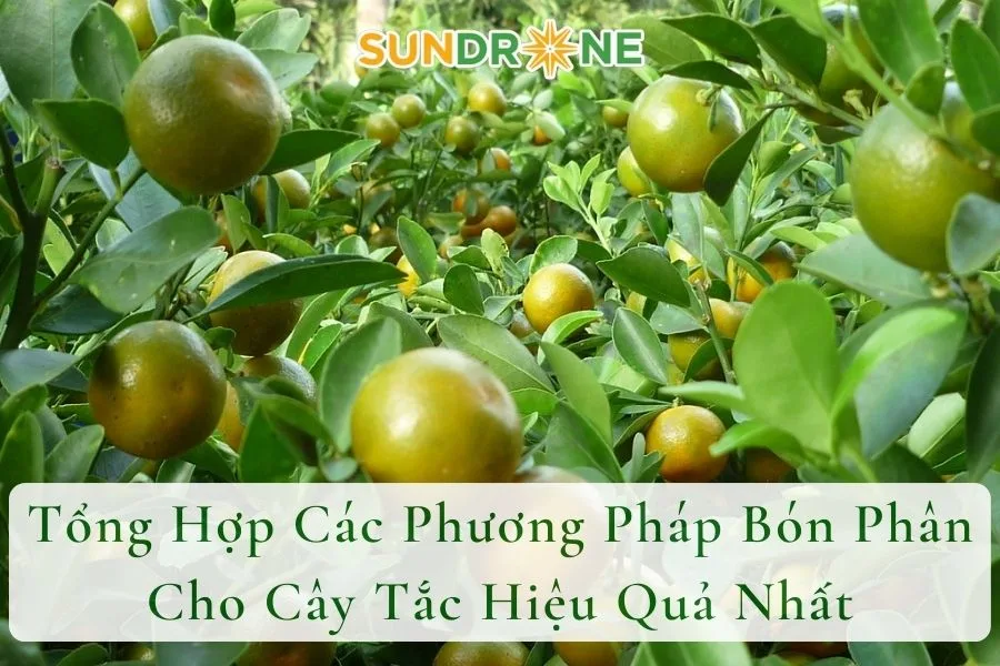 Tổng Hợp Các Phương Pháp Bón Phân Cho Cây Tắc Hiệu Quả Nhất