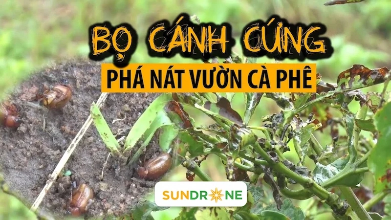 Bọ cánh cứng trên cây cà phê