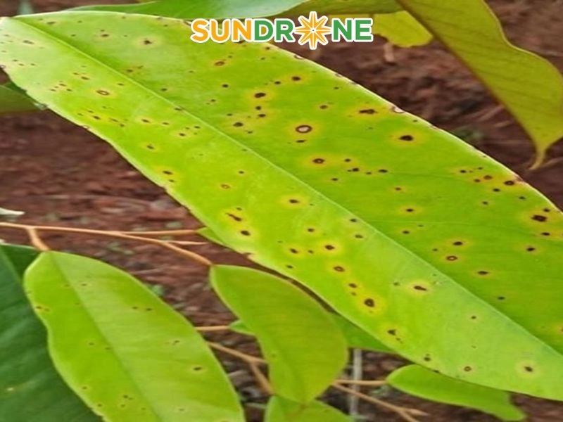 Bệnh đốm mắt cua (Anthracnose) do nấm Colletotrichum gloeosporioides