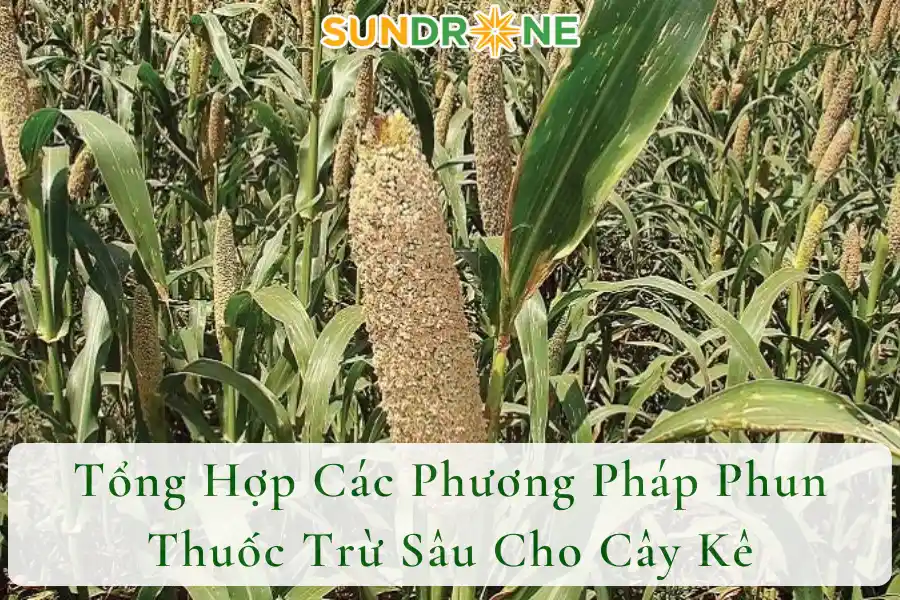 Tổng Hợp Các Phương Pháp Phun Thuốc Trừ Sâu Cho Cây Kê