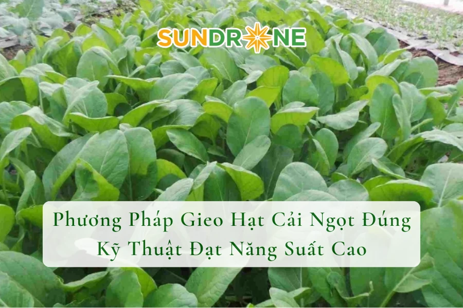 Phương Pháp Gieo Hạt Cải Ngọt Đúng Kỹ Thuật Đạt Năng Suất Cao