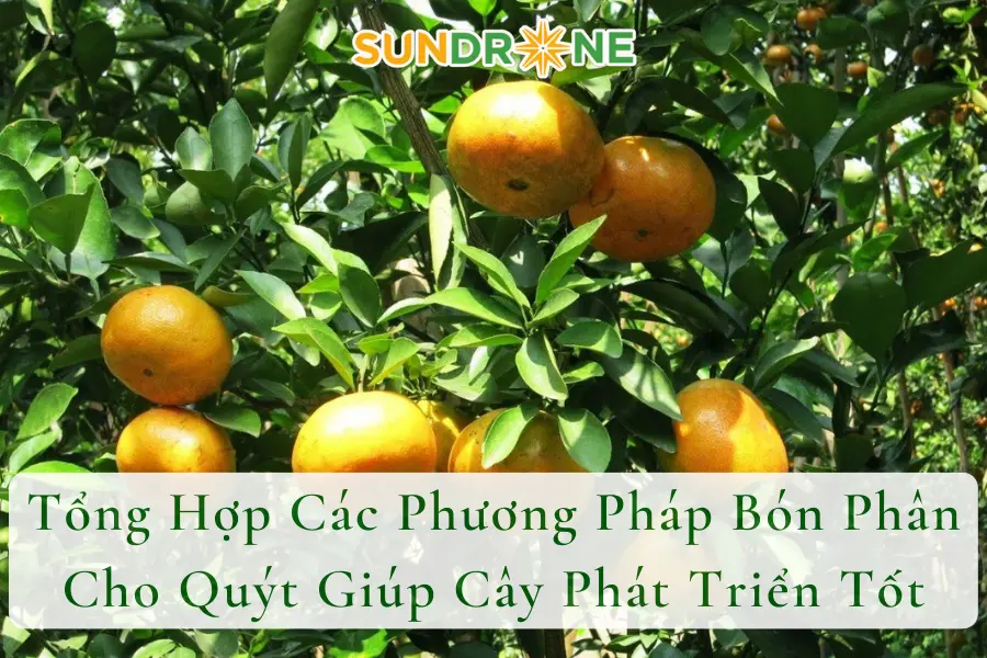 Tổng Hợp Các Phương Pháp Bón Phân Cho Quýt Giúp Cây Phát Triển Tốt