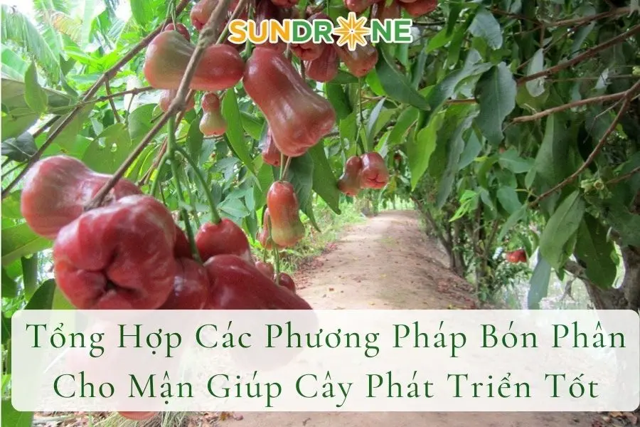 Tổng Hợp Các Phương Pháp Bón Phân Cho Mận Giúp Cây Phát Triển Tốt