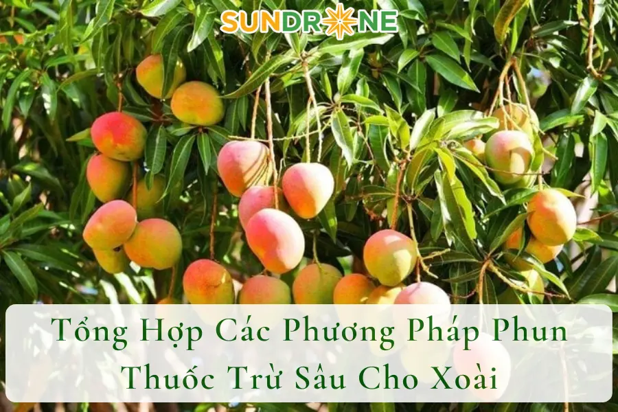 Tổng Hợp Các Phương Pháp Phun Thuốc Trừ Sâu Cho Xoài