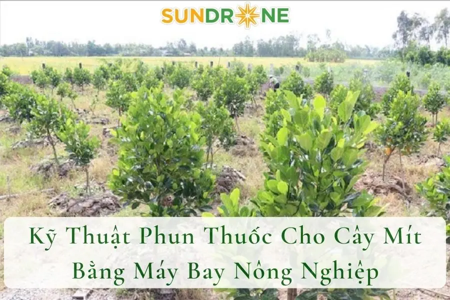 Kỹ Thuật Phun Thuốc Cho Cây Mít Bằng Máy Bay Nông Nghiệp