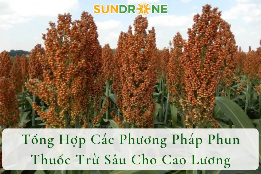 Tổng Hợp Các Phương Pháp Phun Thuốc Trừ Sâu Cho Cao Lương