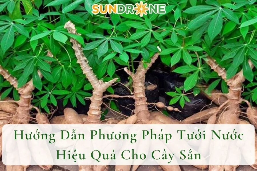 Hướng Dẫn Phương Pháp Tưới Nước Hiệu Quả Cho Cây Sắn