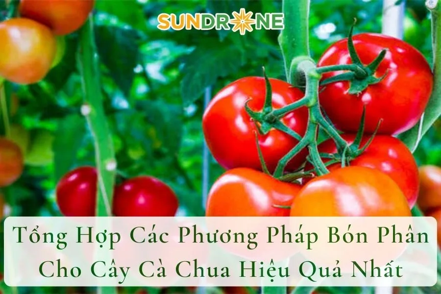 Tổng Hợp Các Phương Pháp Bón Phân Cho Cây Cà Chua Hiệu Quả Nhất