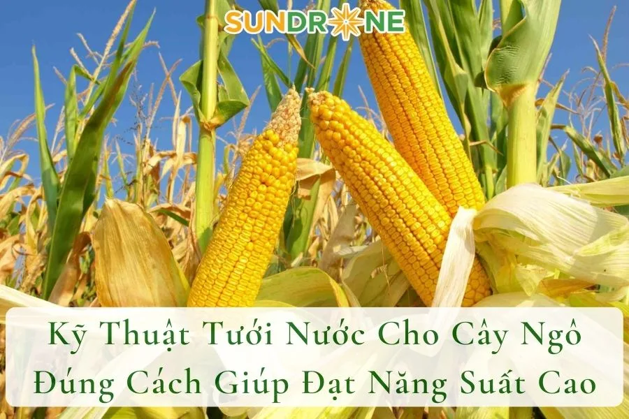 Kỹ Thuật Tưới Nước Cho Cây Ngô Đúng Cách Giúp Đạt Năng Suất Cao