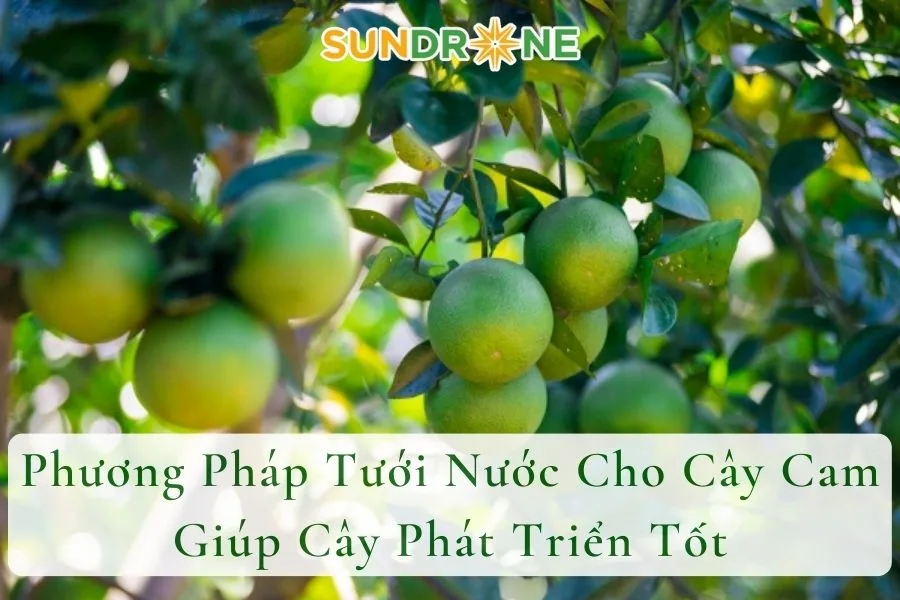 Phương Pháp Tưới Nước Cho Cây Cam Giúp Cây Phát Triển Tốt