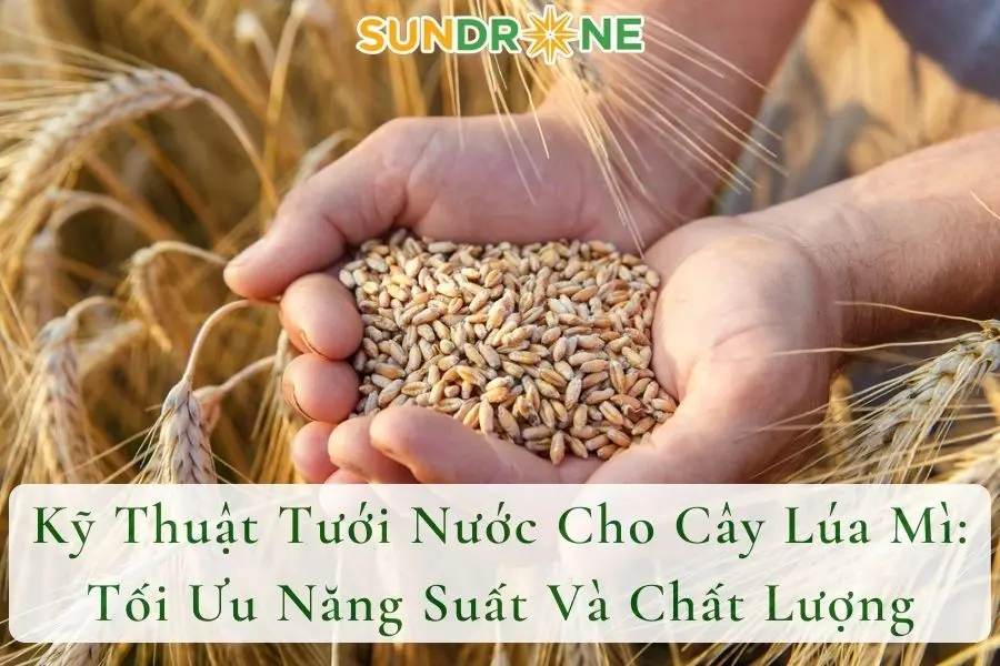 Kỹ Thuật Tưới Nước Cho Cây Lúa Mì: Tối Ưu Năng Suất Và Chất Lượng