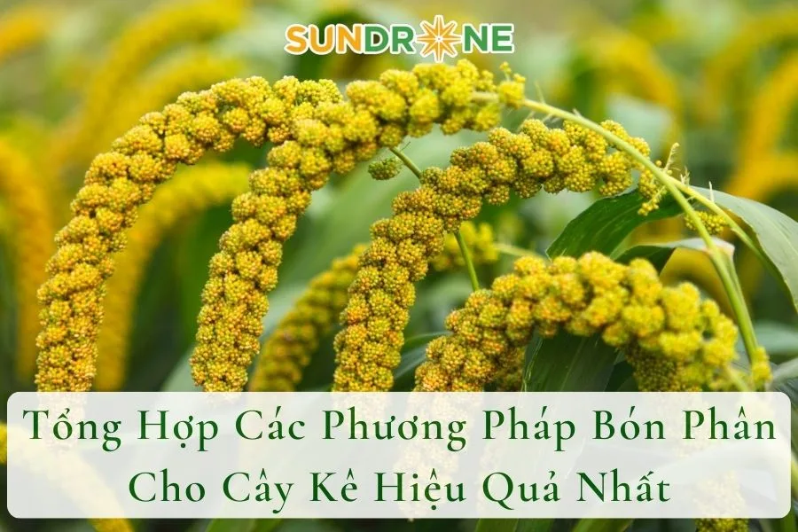 Tổng Hợp Các Phương Pháp Bón Phân Cho Cây Kê Hiệu Quả Nhất