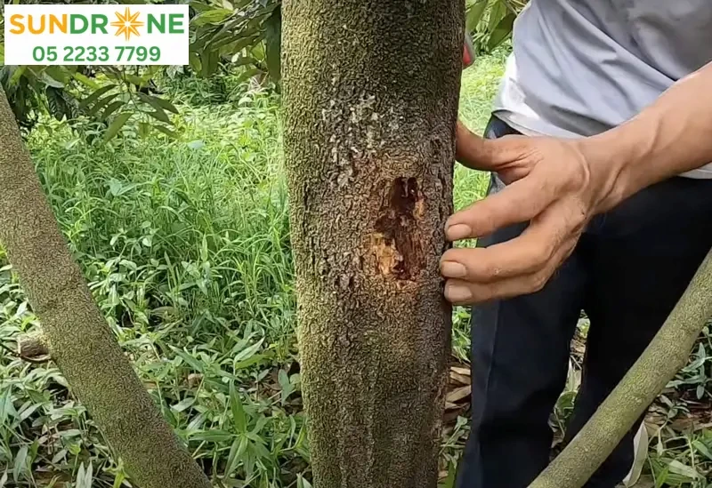 các loại bệnh trên cây sầu riêng