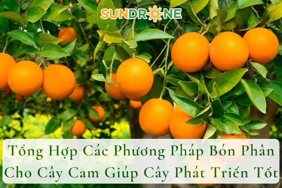 Tổng Hợp Các Phương Pháp Bón Phân Cho Cây Cam Giúp Cây Phát Triển Tốt