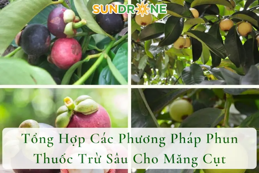 Tổng Hợp Các Phương Pháp Phun Thuốc Trừ Sâu Cho Măng Cụt