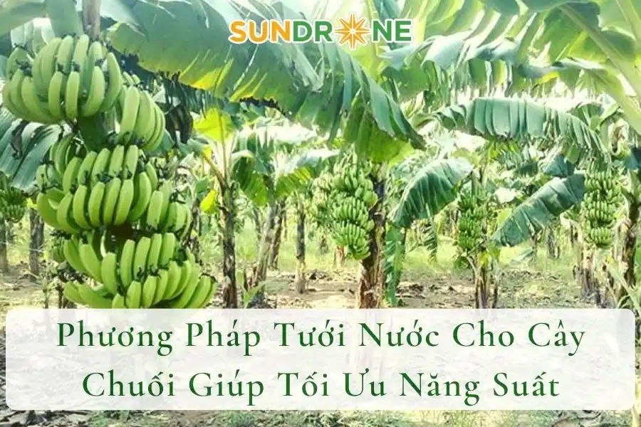 Phương Pháp Tưới Nước Cho Cây Chuối Giúp Tối Ưu Năng Suất